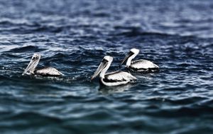 Preview wallpaper pelicans, sea, water, swimming, bird