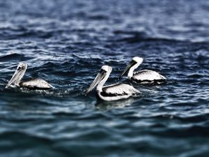 Preview wallpaper pelicans, sea, water, swimming, bird
