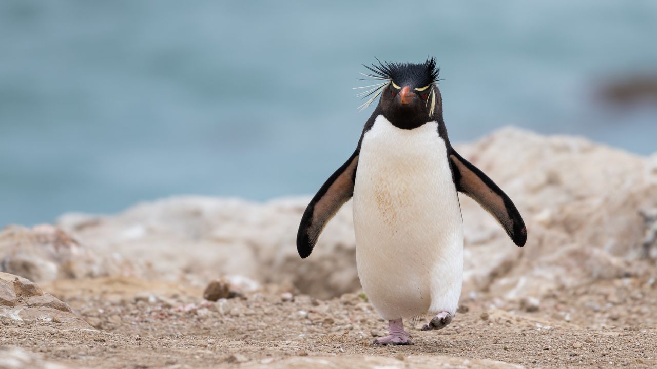 Wallpaper penguin, animal, funny