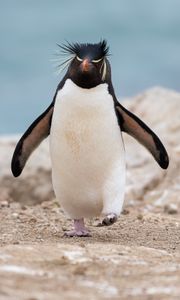 Preview wallpaper penguin, animal, funny