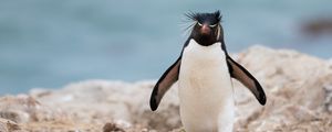 Preview wallpaper penguin, animal, funny