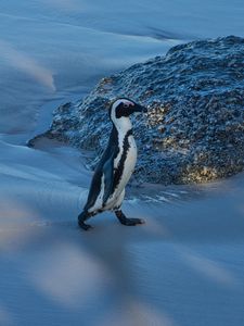 Preview wallpaper penguin, animal, funny, ice, snow, snowy