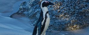 Preview wallpaper penguin, animal, funny, ice, snow, snowy