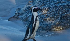 Preview wallpaper penguin, animal, funny, ice, snow, snowy