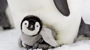 Preview wallpaper penguin, baby, lie down, taking care