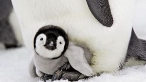 Preview wallpaper penguin, baby, lie down, taking care