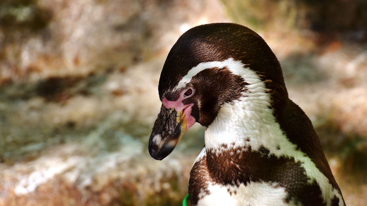 Wallpaper penguin, bird, beak