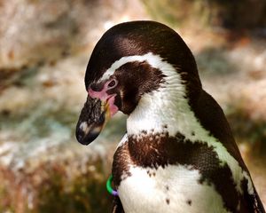 Preview wallpaper penguin, bird, beak