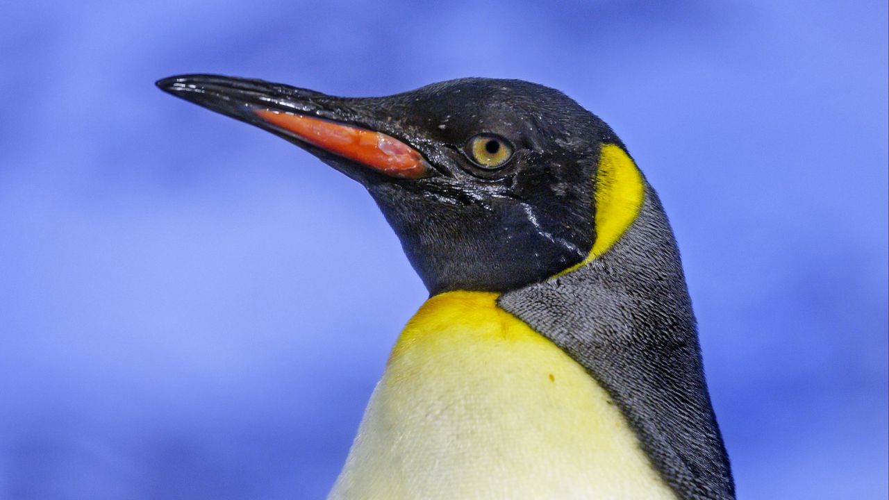 Wallpaper penguin, bird, beak, feathers