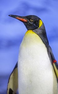 Preview wallpaper penguin, bird, beak, feathers