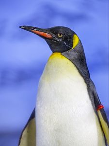 Preview wallpaper penguin, bird, beak, feathers