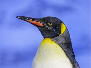 Preview wallpaper penguin, bird, beak, feathers