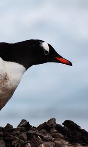 Preview wallpaper penguin, bird, beak, color