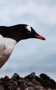 Preview wallpaper penguin, bird, beak, color