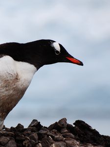 Preview wallpaper penguin, bird, beak, color