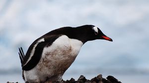 Preview wallpaper penguin, bird, beak, color