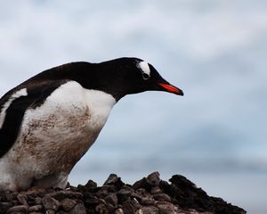 Preview wallpaper penguin, bird, beak, color