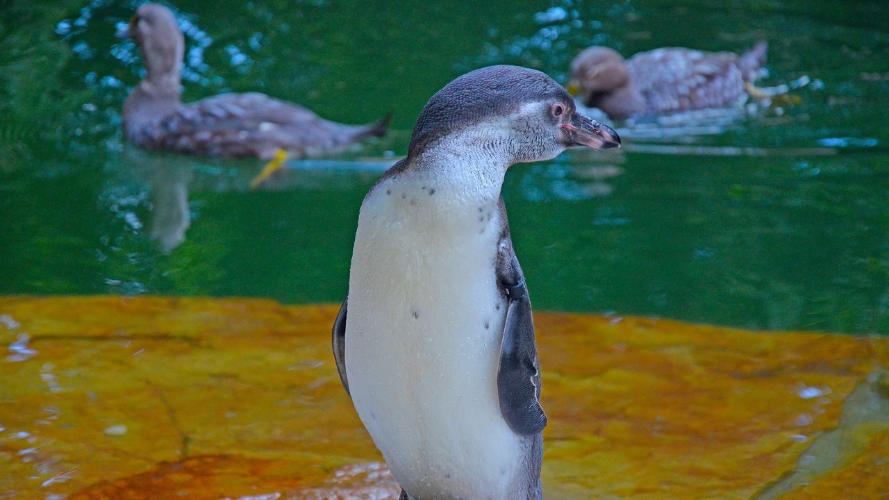 Wallpaper penguin, bird, cub, water, zoo