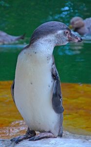 Preview wallpaper penguin, bird, cub, water, zoo