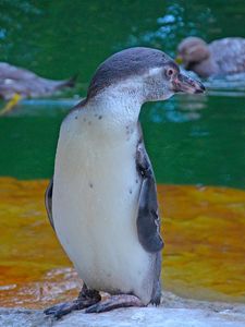 Preview wallpaper penguin, bird, cub, water, zoo