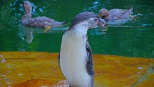 Preview wallpaper penguin, bird, cub, water, zoo