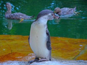 Preview wallpaper penguin, bird, cub, water, zoo