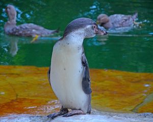 Preview wallpaper penguin, bird, cub, water, zoo