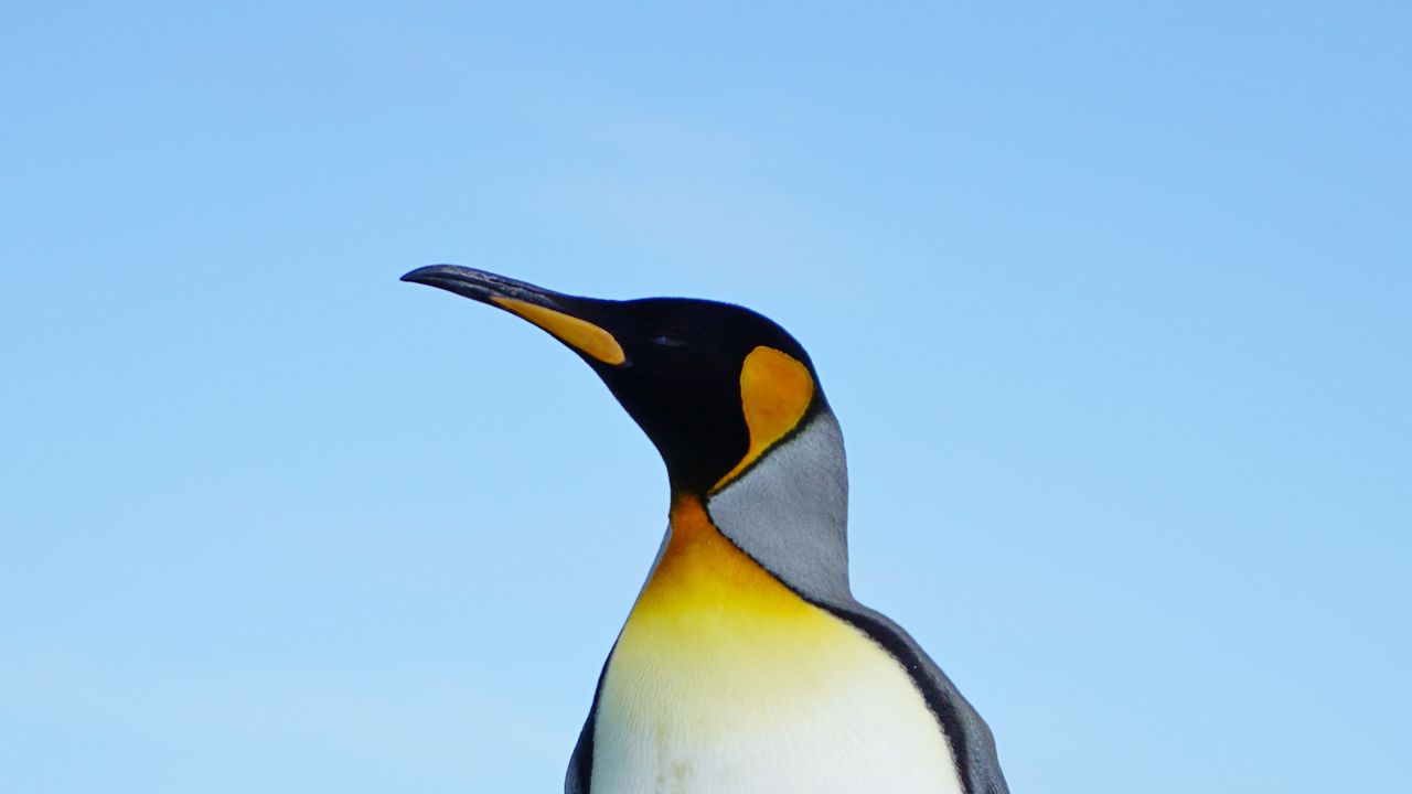 Wallpaper penguin, bird, grasses, wildlife