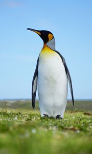 Preview wallpaper penguin, bird, grasses, wildlife