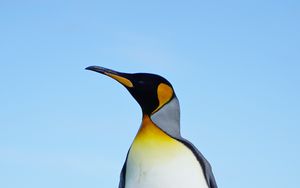 Preview wallpaper penguin, bird, grasses, wildlife
