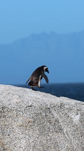 Preview wallpaper penguin, bird, rock, walk