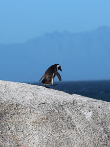 Preview wallpaper penguin, bird, rock, walk