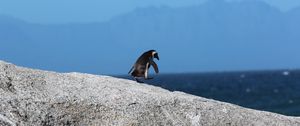 Preview wallpaper penguin, bird, rock, walk