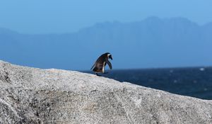 Preview wallpaper penguin, bird, rock, walk