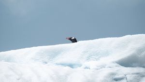 Preview wallpaper penguin, bird, snow, head, look out