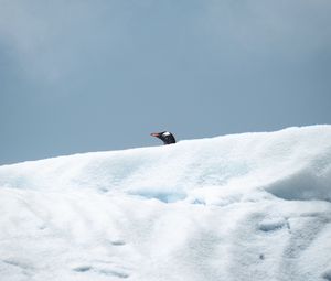 Preview wallpaper penguin, bird, snow, head, look out