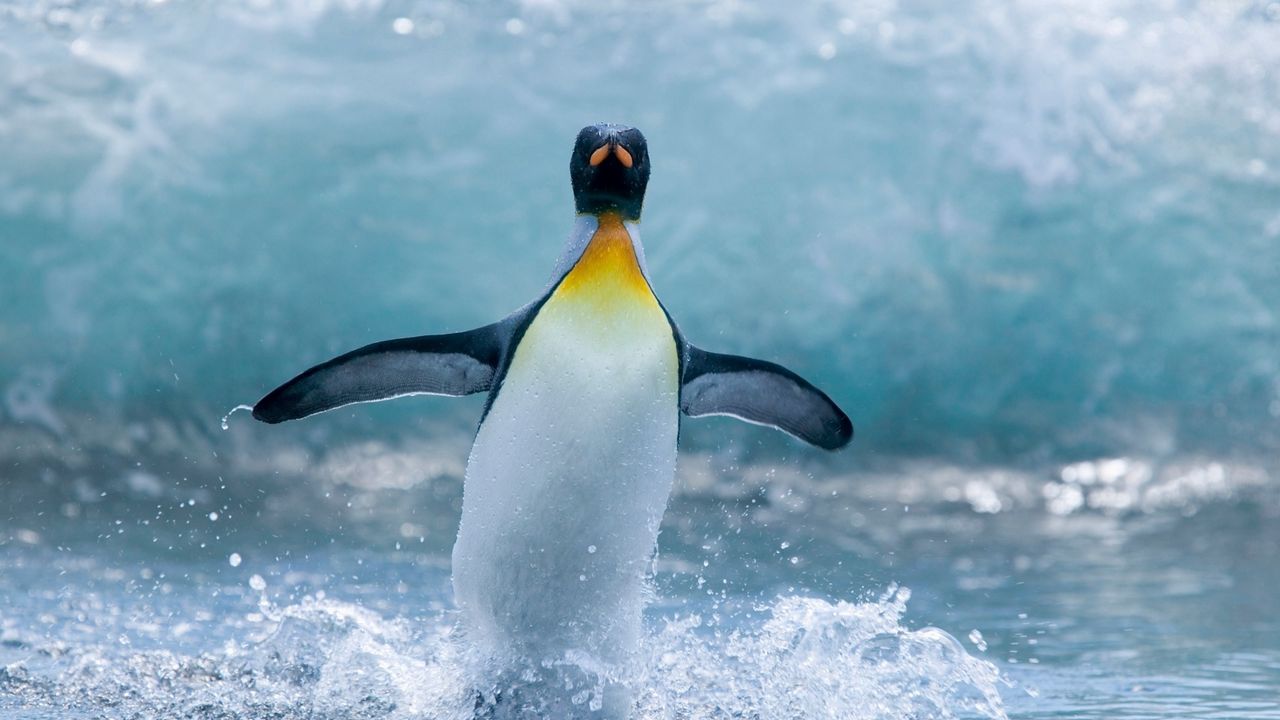 Wallpaper penguin, bird, spray, wave