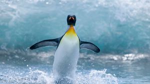 Preview wallpaper penguin, bird, spray, wave