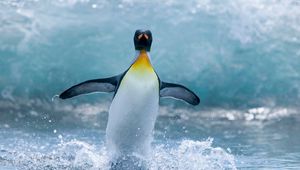 Preview wallpaper penguin, bird, spray, wave