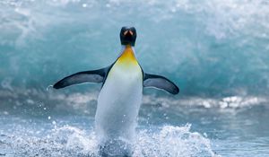 Preview wallpaper penguin, bird, spray, wave