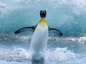 Preview wallpaper penguin, bird, spray, wave