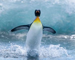 Preview wallpaper penguin, bird, spray, wave