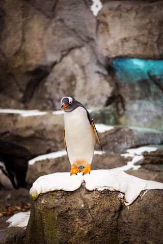 320x480 Wallpaper penguin, bird, stone, wildlife