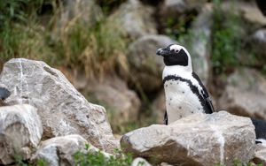 Preview wallpaper penguin, bird, stones, wildlife
