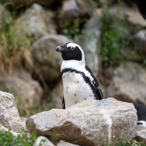Preview wallpaper penguin, bird, stones, wildlife