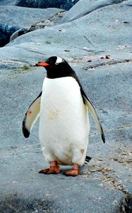 Preview wallpaper penguin, bird, stones