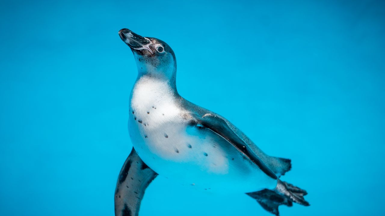 Wallpaper penguin, bird, swim, water, underwater world