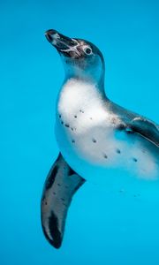 Preview wallpaper penguin, bird, swim, water, underwater world