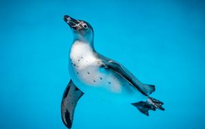 Preview wallpaper penguin, bird, swim, water, underwater world