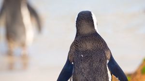 Preview wallpaper penguin, bird, walk, color